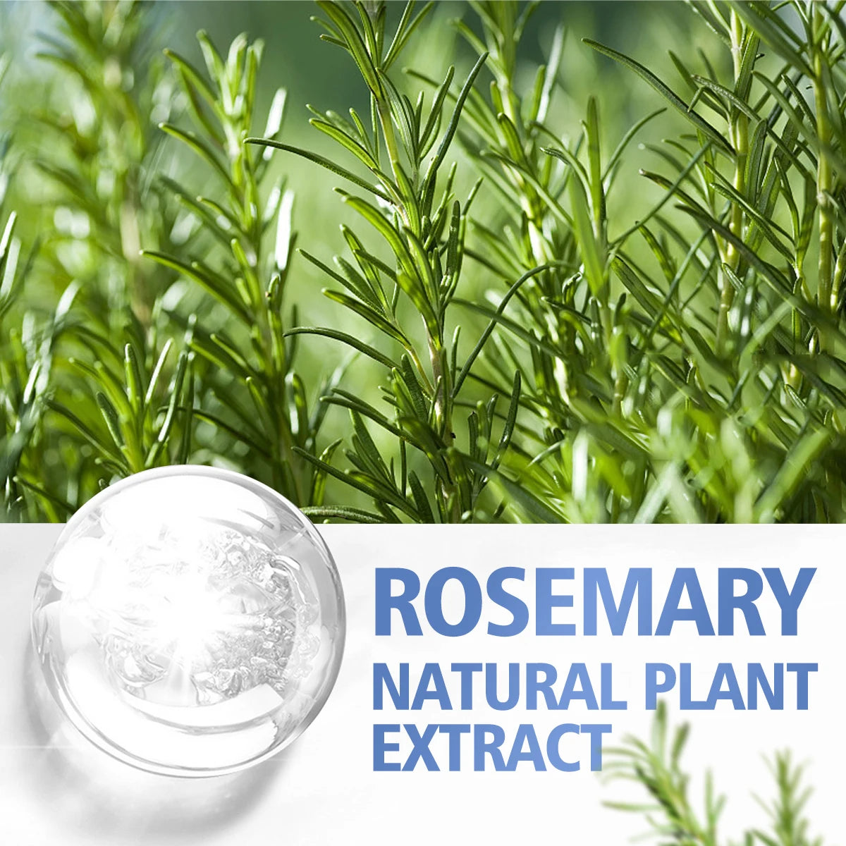 Rosemary essential oil hair care scalp massage skin care high quality essential oil suitable for all hair types nourishing care